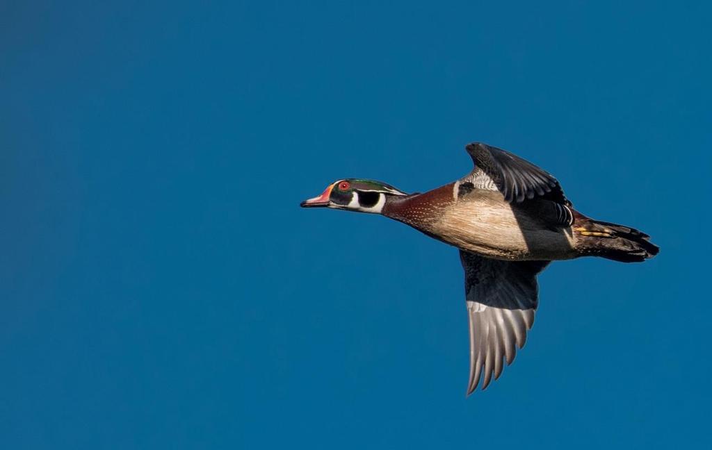 Wood Duck in flight Photo by Guenter Weber Highlights of the Morning: 50 or more Wood Duck were seen on the property.