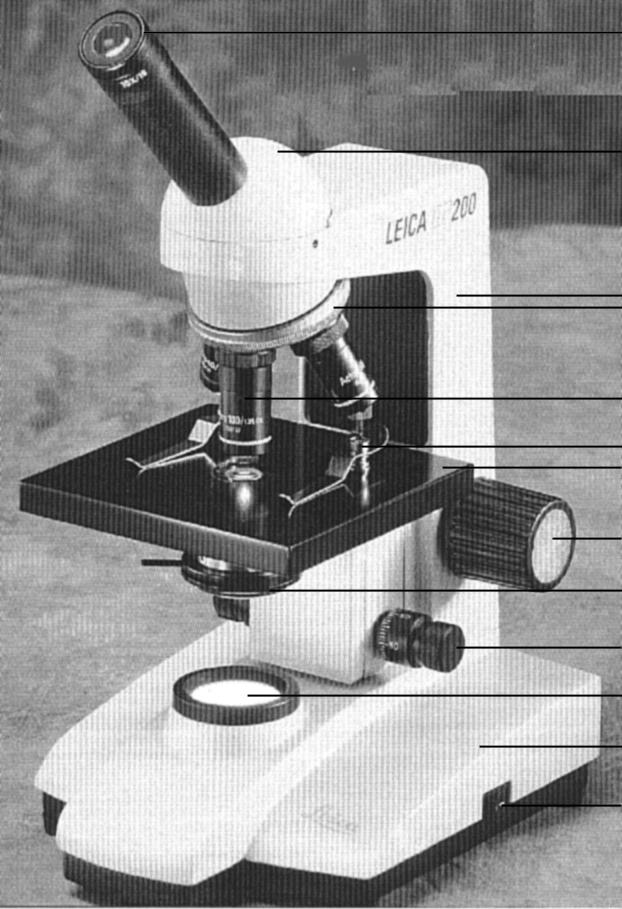 Name: Date: Block: Microscope Number: Bio 252: Microscopy Study THE COMPOUND MICROSCOPE I. Introduction The compound microscope is one of the most important instruments used by biologists today.
