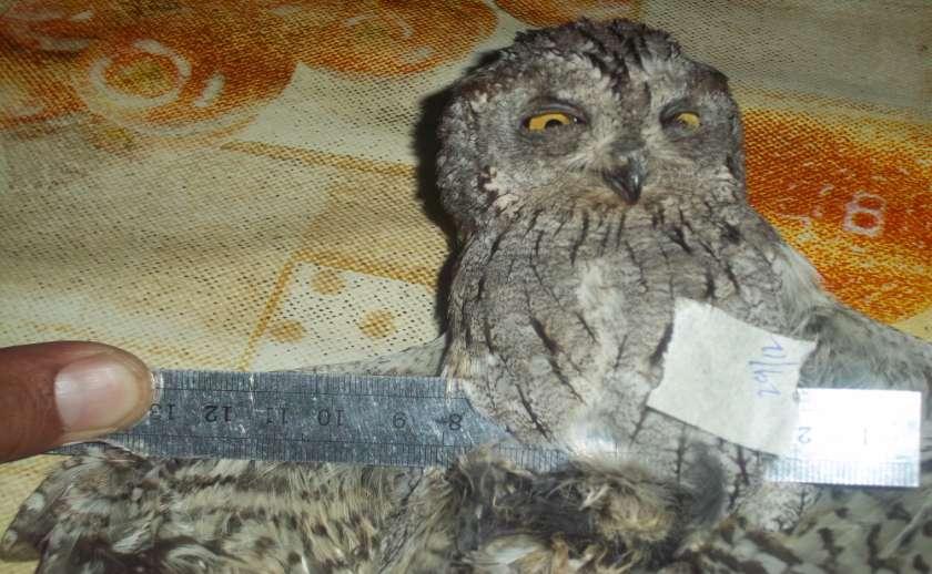 FIRST TIME RECORDED FROM GILGIT BALTISTAN Pallid Scops Owl (Otus