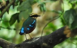 A long period of waiting ensued, and after some nervous moments when a pitta hopped through the dense understory, it flew up to a low perch, and displayed in front of us. INCREDIBLE!