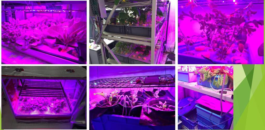 3 Indoor Cultivation Application To apply the current balanced multi-parallel LED strings system to plant studies and cultivation, our system used 4 wavelength bands (450nm, 525nm, 630nm, 660nm).