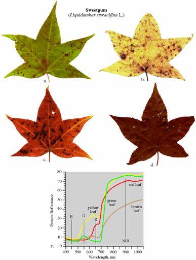 Spectral Reflectance Characteristics of Sweetgum Leaves (Liquidambar styraciflua L.