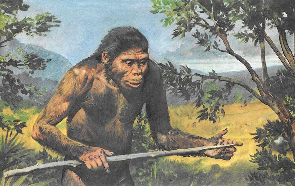 Homo erectus (800000-100000 BC)