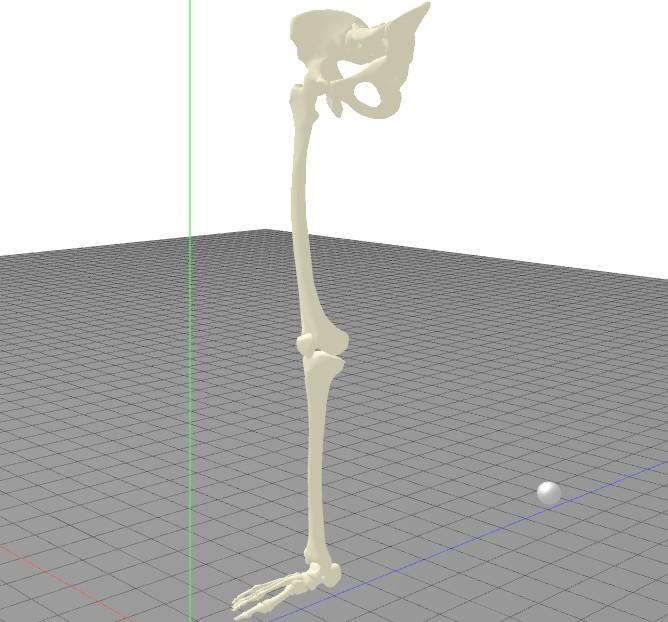 Design of the proposed haptic authoring tool 39 Figure 3.12: A human leg model for surgical simulations in the web haptic player is applied to the haptic device and user feels it on the controller.