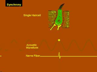The firing of auditory nerve fibres is synchronized to movements of