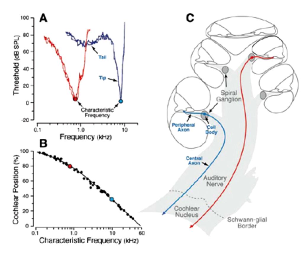Auditory Nerve Structure and Function Tuning curves Cochlea Apex Cochlear