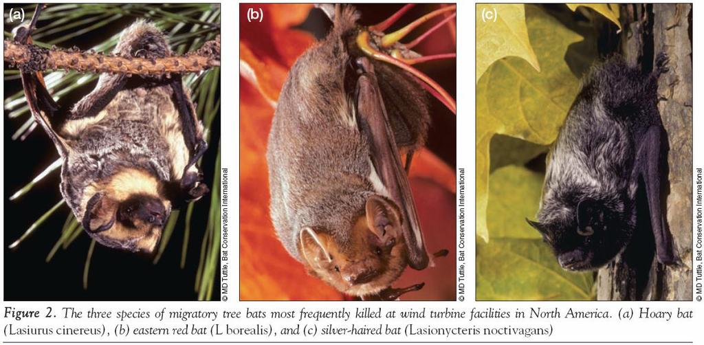 Wind Energy Development and Bats Of North America s 45 bat species, mortalities of 11 have been detected at wind energy facilities (Kunz et al.