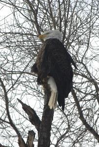 eagle. Eagles gather near open water during winter months to feed on fish. At 16 locks and dams along the Mississippi and Illinois Rivers, lock personnel take counts of the birds on a weekly basis.