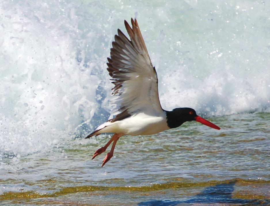 Colorado Native Fishes Upper Green River Business Plan Executive Summary Conservation need: American Oystercatchers are large shorebirds that inhabit coastal salt marshes and mudflats along the