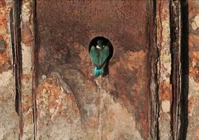 Kingfishers have started nesting in the hole drilled for them in sheet piles at Tebbit s Bridge Pumping Station in 04.