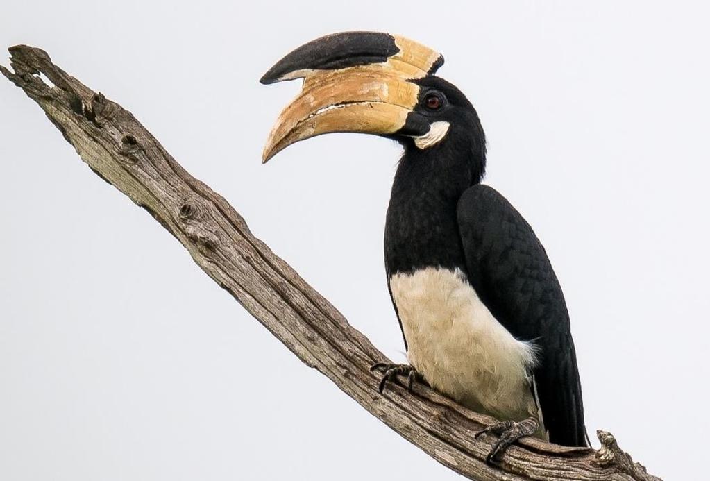 This extensive reserve of open grassland and scattered woodland is home to over three-hundred Asian Elephants and some scarce bird species, including the localised Malabar Pied Hornbill and