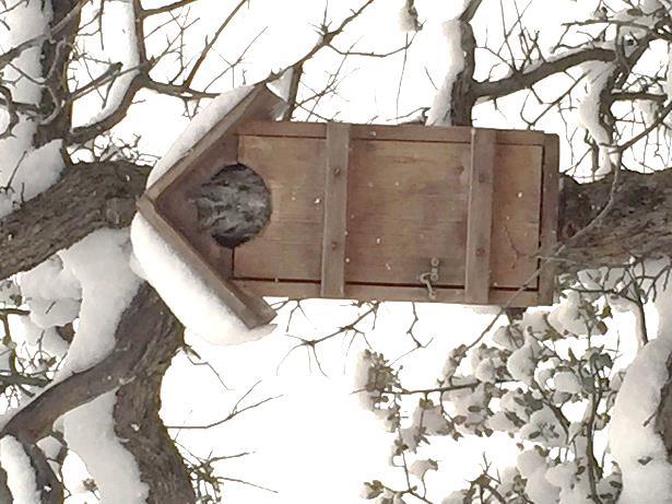 the air space. To help reduce the chances of this happening, some birds will roost in cavities or amongst vegetation (Screech Owls) and even under the snow (Ruffed Grouse).