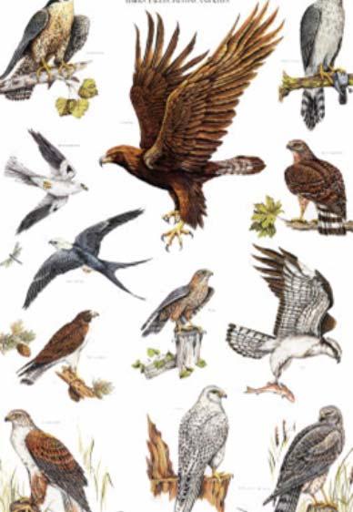 The term raptor refers to birds of prey, including eagles, hawks, buzzards, falcons