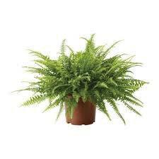 PLANT RENTAL 3 to 4 Tall Plant