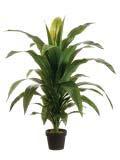 00 5 to 6 Tall Plant (Areca