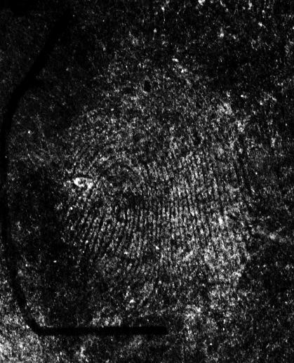 10213v1 [cs.cv] 26 Dec 2018 Abstract Latent fingerprints are one of the most important and widely used sources of evidence in law enforcement and forensic agencies.
