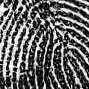volves randomly dividing fingerprint images into overlapping patches of size 128 128 pixels, followed by additive