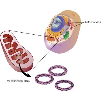 Where is DNA? Nuclear DNA Mitochondria have one job: to provide power to the cell.