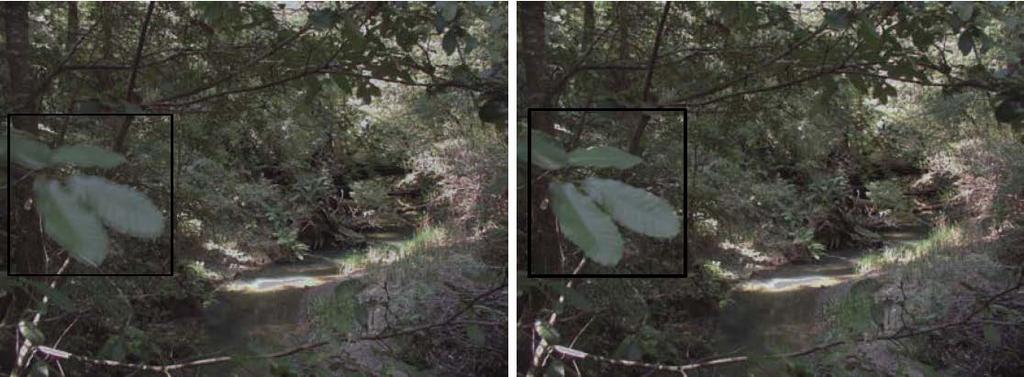 HDRI generation and movement(fluid) removal (a) (b) Fig. 8.(a) HDRI without movement removal: leaves on left hand side show considerable ghosting.