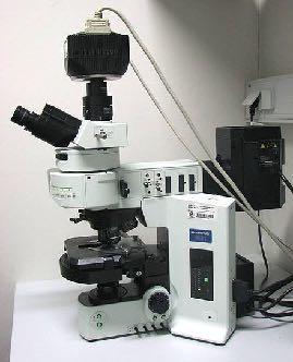 Microscopy Image
