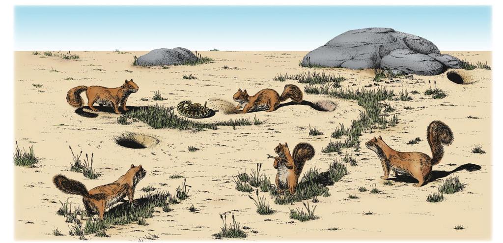 Colonial California ground squirrels have evolved mobbing behavior