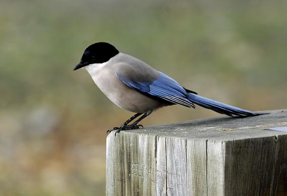 woodlands; the elusive Black-winged Kite; and the exotic Azure-winged Magpie David Cottridge For a more