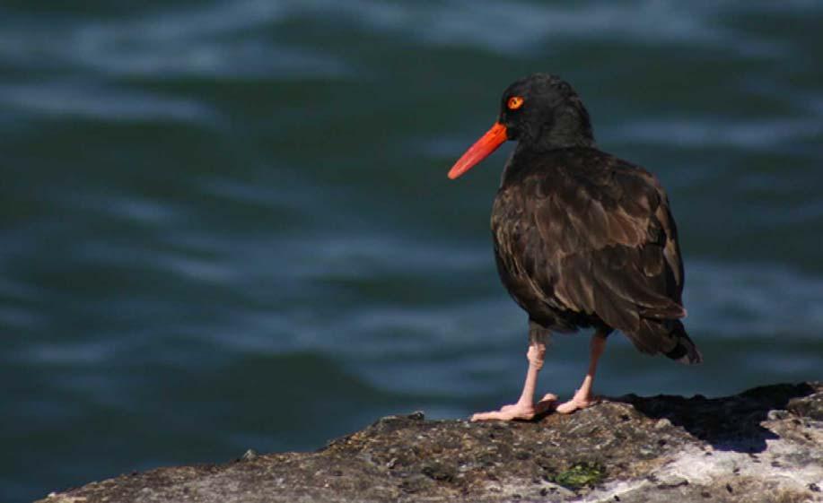 Ecological Studies and Interpretation of Seabirds on Alcatraz Island, 2009 Final Report to the Golden Gate