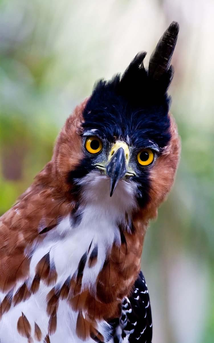 Birds of the Amazon Rainforest A