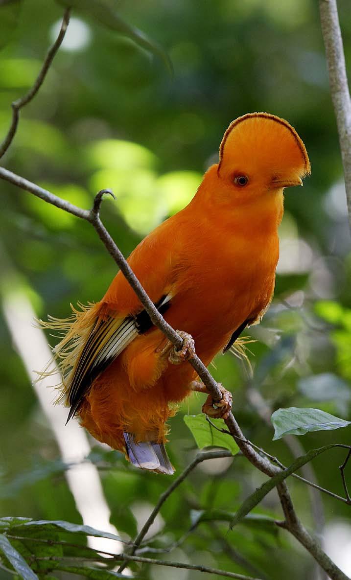 An orange bird lives in the