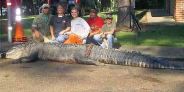 The first attempt to weigh the gator destroyed a winch state biologists typically use, so they had a backhoe lift it. It weighed 1,011.5 pounds.