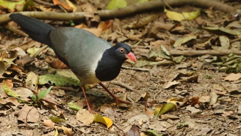 Thailand Highlights 12 th to 24 th November 2020 (13 days) Coral-billed Ground Cuckoo by David Hoddinott Our Thailand Highlights tour is designed around the very best birding sites in Northern and