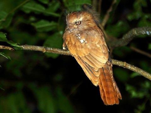 RBL Thailand Highlights Itinerary 10 Grey-cheeked Warbler, Long-tailed Sibia, Himalayan Cutia and Scarlet Finch.