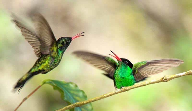 Jamaica Island Endemics Exclusive 29 th January to 3 rd February 2020 (6 days) Red-billed Streamertails by Owen Deutsch Although perhaps better known for its luxurious beaches, outstanding coffee and