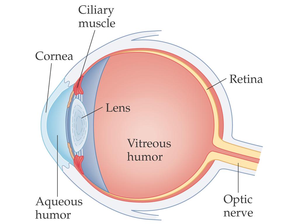 The Human Eye Light passes through the cornea of the human eye and is focused by the lens on the retina.