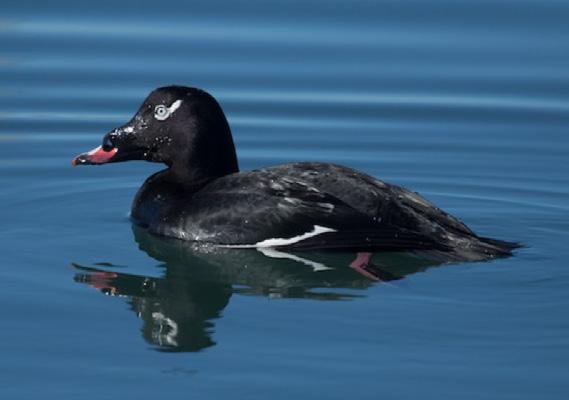 They are a species of sea duck called the whitewinged scoter (Melanitta deglandi), and can be seen rafted up on Lake Auburn in large flocks, often over 200 in number.