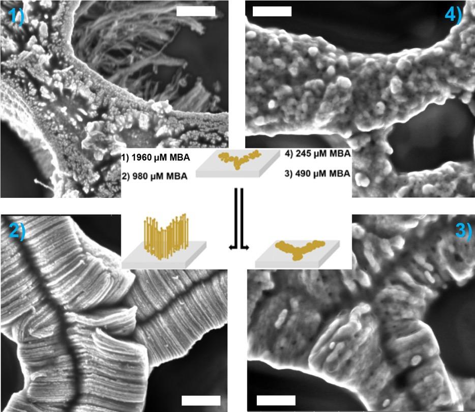 Fig. S3. SEM images of the aligned nanowires grown on templated mesh structures at different MBA concentrations: (1) 1960 µm, (2) 980 µm, (3) 490 Μm and (4) 245 µm MBA.