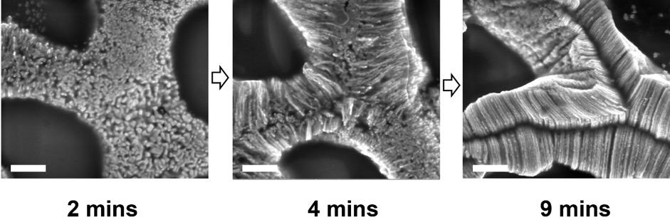 Fig. S4. SEM images of the gold nanorime growth under different period of time: 2 mins, 4 mins and 9 mins. Scale bar: 200 nm.