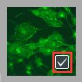 Image Fluorescence In the researching fields of biological related sciences, different fluorochromes are used to label different cell structures.