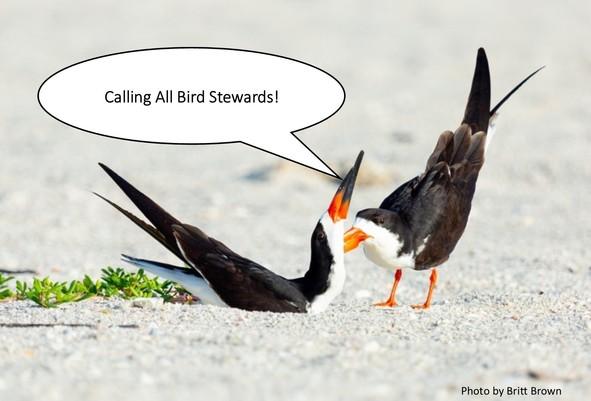 Do you like talking about birds to beach goers, and helping our remarkable shorebirds and seabirds thrive in the process? If so, sign up to become a Bird Steward!