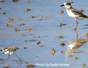 June is a busy month for shorebird and seabird nesting.