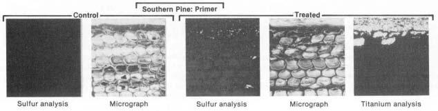 ACCUMULATION OF SULFUR COMPOUNDS Figure 2 SEM and EDXA of wood painted with one