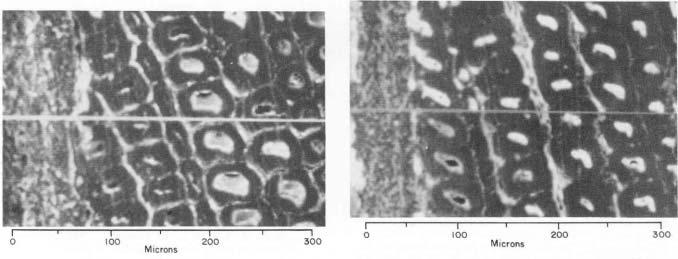 ACCUMULATION OF SULFUR COMPOUNDS Figure 6 SEM and line scan of sulfurous acid treated southern pine painted with one coat of primer and two top coats. Vertical full scale = 10,643 counts. Ti, - - - S.
