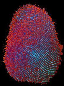 Fingerprints Formation Skin produce secretions oil, salts Dirt