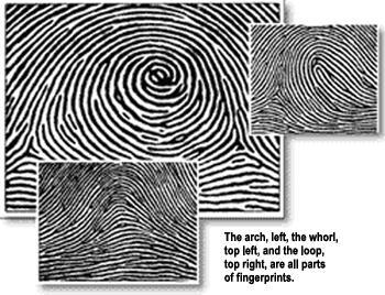 Fingerprint Patterns F.B.