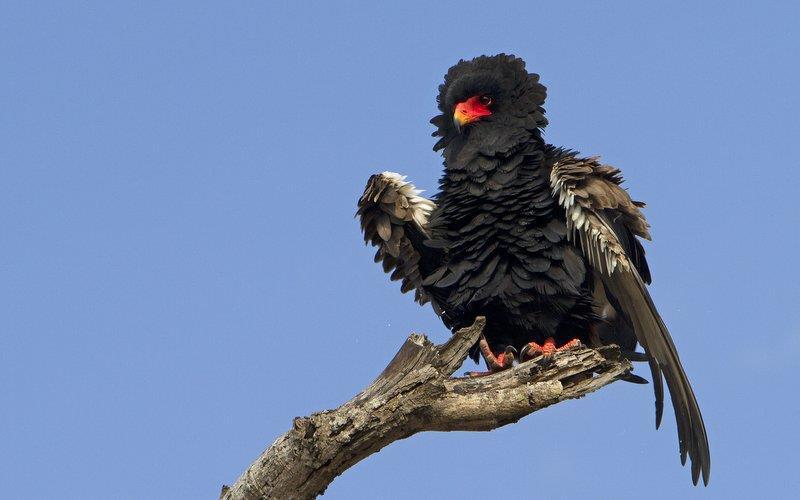 South Africa Mega: Kruger Extension II 25 th February to 1 st March 2019 (5 days) Bateleur by Marius Coetzee Kruger National Park is one of Africa s most famous and fabulous reserves.