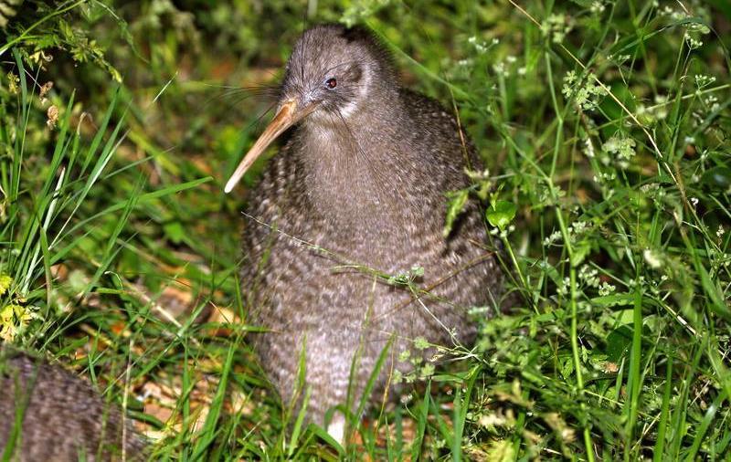 New Zealand Comprehensive II 21 st October to 6 th November 2019 (17 days) Little Spotted Kiwi by Adam Riley New Zealand supports a host of unusual endemic land birds and a rich assemblage of marine