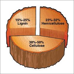 The heaviest species, i.e. those with most wood substance, have thick cell walls and small cell cavities.