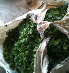 Marketing of leafy vegetables in Tamale Imogen Bellwood-Howard Marketing of traditional leafy vegetables is an important livelihood option for women in Tamale, with vendors dealing in amaranthus,