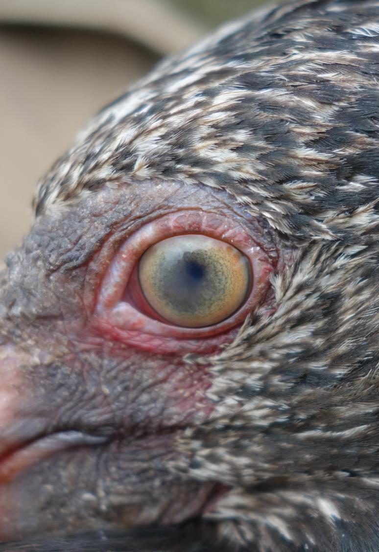 Since 2016, we observe a total of 18 bird with an opacity of the cornea in one eye in varying intensity up to blindness.