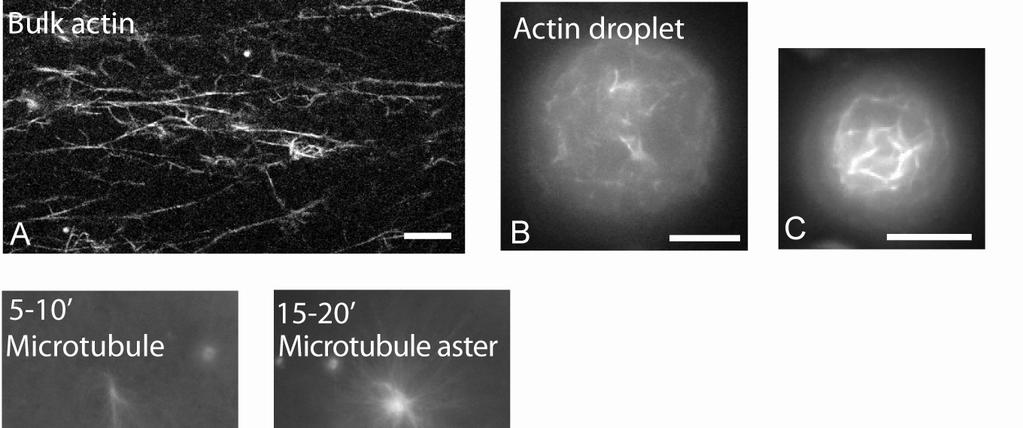 Supplemental Figure 5: A.B.C. Observation by fluorescent microscopy of actin filaments stabilized with Alexa-488-labeled phalloidin in (A.) unconfined (bulk) geometry and (B-C.